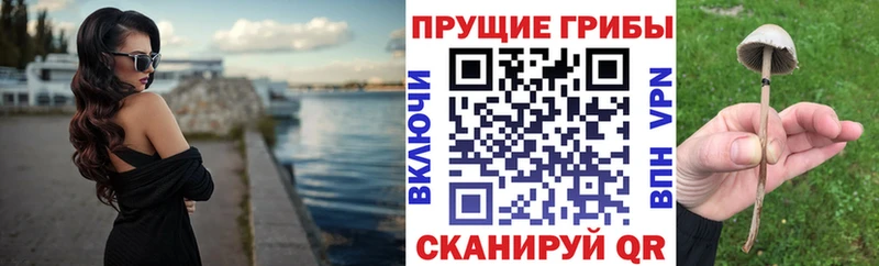 Псилоцибиновые грибы Cubensis  хочу наркоту  Орлов 